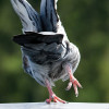 @distrustful_dinos@pigeons.club avatar