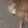 blurrypicturesofdogs@lemmy.world icon