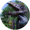 @BirdBath1@mastodon.social avatar