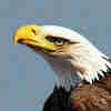 @eager_eagle@lemmy.world avatar
