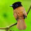 @birdpoof@universeodon.com avatar