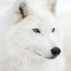 @spiritwolf@beehaw.org avatar