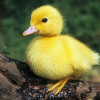 @duckling@mastodon.nl avatar