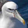 @Albatrossity@lor.sh avatar