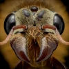 ants@lemmy.world icon