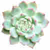 succulents@midwest.social icon