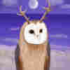 @owl@u8.is avatar