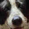 @Streetdog@lemmy.world avatar