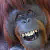 @orangatang@lemmy.world avatar