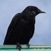crows@lemmy.ml icon