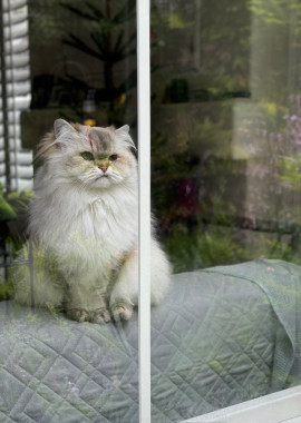 A fluffy white cat sitting on the back of a couch and looking out the window past the camera. She looks serious, like she’s ready to issue birbing citations and squirreling fines. 