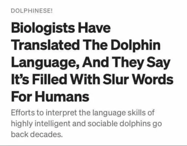 Biologists Have Translated The Dolphin Language, And They Say It's Filled With Slur Words For Humans

Efforts to interpret the language skills of highly intelligent and sociable dolphins go back decades.