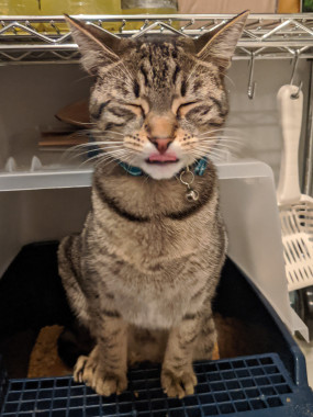 Brown tabby cat with eyes closed and tongue partially sticking out, perched in a litter box with 3 paws on the edge, and only 1 paw in the box