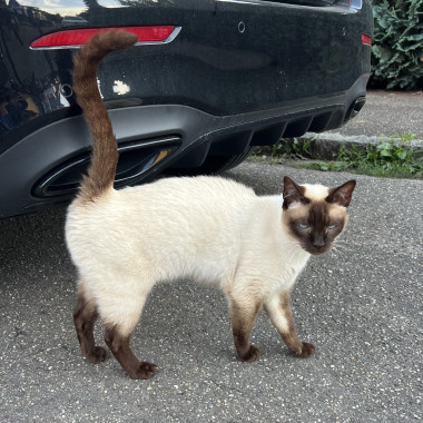 A Siamese chocolate point female cat with her tail up, brushing her fur at a black car on the road 