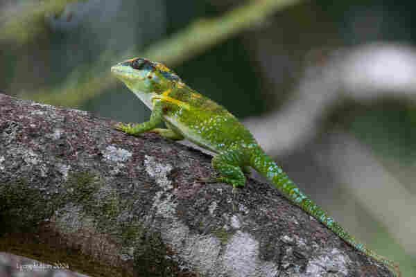 Cuban Knight Anole, a giant anole lizard found in Cuba, but introduced into Florida. Generally a bright green background with yellow-green markings and a dark blue, almost black band through its eyes, and a buff underside.