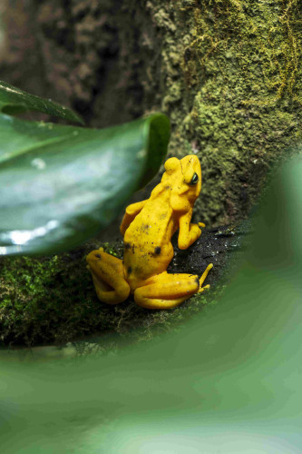 a Panamanian golden frog. this specimen only has a couple of small black dots, unlike all the other ones in the tank. it is standing facing up with its back towards the camera
