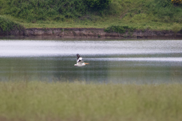 An American White Pelican in flight, seen in profile. It’s in full breeding plumage, so its long bill is bright yellow with a weird half-circle ‘plate’ sticking up from the top bill three quarters of the way to the tip. Very odd-looking! Their body is pure eye-catching white with dark black wingtips. This one is caught near the top of the flap, so the black wingtips are prominently displayed against the bright shimmer of the inlet beyond, every feather held slightly apart like that of a vulture. It is skimming along close to the water, with a meadow in foreground. Behind it, an incised yard-deep bank shows different sediment layers and a green mess of brambles and grass rises up the mainland beyond.