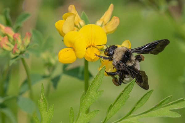 Photograph of an American bumblebee grasping a bird's foot trefoil flower with out of focus flowers and green foliage in the background. 