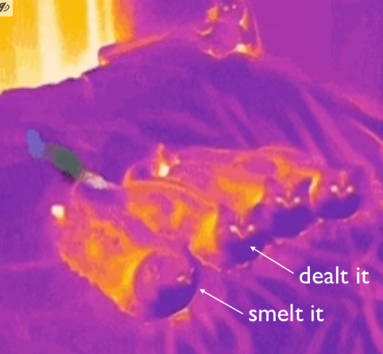 Thermal IR image of four cats, one of which just farted.  Labels indicate cats who smelt it and dealt it.