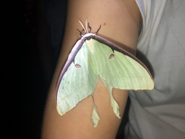 A large, freshly emerged luna moth perches on a person’s arm - the moth is as wide as the arm. It is mostly pale green, with dark front edges of its forewings and small eyespots. Its antennae are finely serrated but short for the size of the moth. On each side it has a slightly twisted tail on the hindwing.