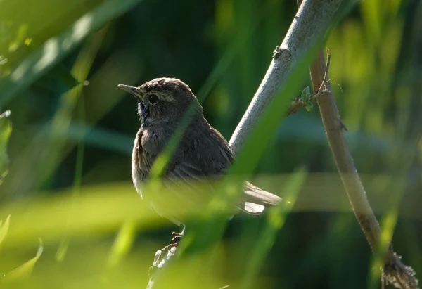 Photo of (young?) male bluethroat sitting in bush. No blue chest yet, but throat blueish.