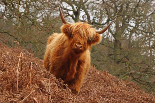 a ginger highland cow standing on a slope of dead bracken with bare winter trees beyond