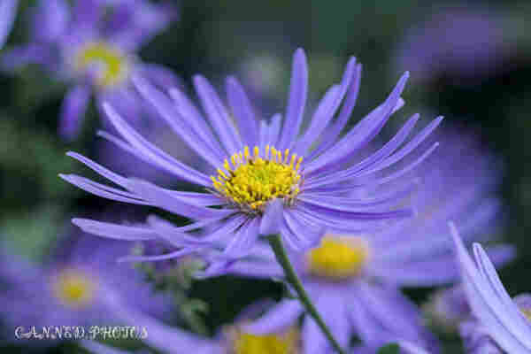 Close-up of a purple aster flower with yellow center in focus, surrounded by soft-focus blooms.