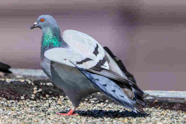 A blue barred pigeon stretches their shoulders upward. Their wings are raised slightly, making a heart shape above their fanned tail. The pigeon is in profile, with a slight twist away from the camera.