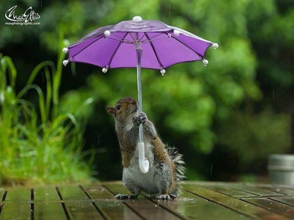 Photo: Gray squirrel holding a purple umbrella standing on a wet wooden table. Background is mottled green plants out of focus.