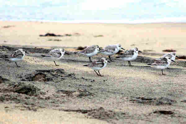 Eight sanderlings on the beach.