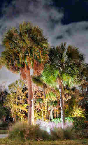 Against a brilliant deep blue night/early morning sky, with fluffy white cloud formations, a group of landscaped palms are illuminated with ground lighting.