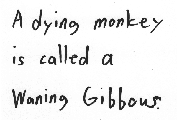 A dying monkey is called a Waning Gibbous.