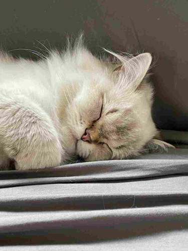 A one year old fluffy white cat sleeps with one curled paw on a grey sheet. 