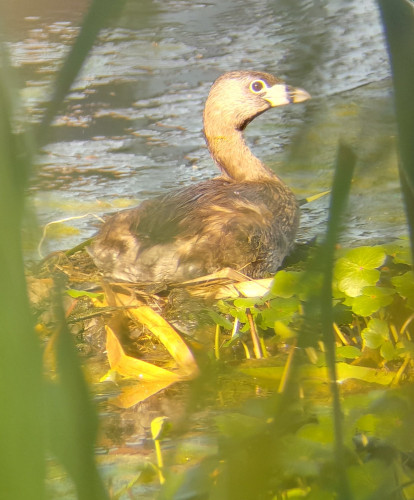 A Pied-billed Grebe resting on a floating nest, seen through a blurred gate of green cattails in the foreground. 