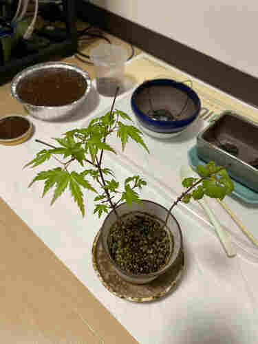 Two bonsai sized maple trees with green leaves sharing a coffee mug sized pot. The one on the left is slightly larger and has more leaves, the one on the right has fewer leaves which are somewhat curled in on themselves.

Behind the trees are some new glazed ceramic pots, a couple of trays filled with soil, a plastic spoon for digging, all sitting on a sheet of paper on a light wooden floor.