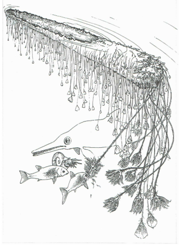 drawing from the study showing a Jurassic floating log, covered in oysters and crinoids, which hang down like tassels from the log, with fish and icthyosaurs feeding from the crinoids