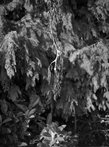 Atwig from a laburnum tree hangs vertically, showing not the lovely yellow flowers of summer but shrivelled brown seed pods. it is side-lit from the left. Behind it are out of focus cypress and laurel. leaves. Portrait format black and white photo.