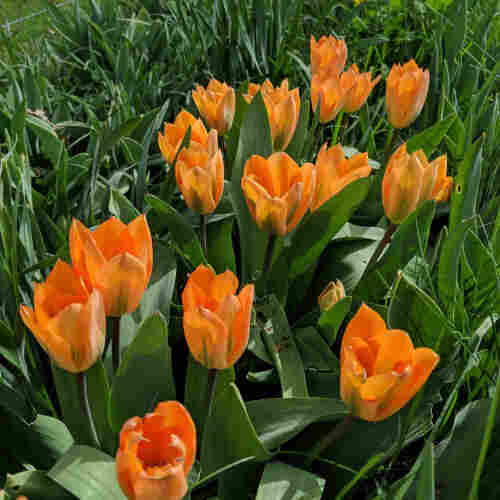 A photo of tulips. They appear orange.