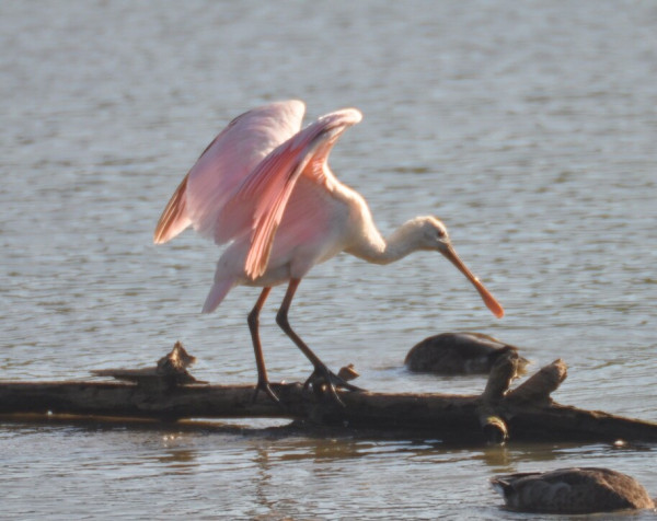 A Roseate Spoonbill perches on a branch which has fallen in the water. The bird is facing right. The bird's wings are partially extended, as the bird is trying to keep its balance on the branch. The bird has a long flesh-colored bill which is wider at the outer end. In this image, the bird's body seems very whitish. The extended wings show fairly bright pink highlights. The bird's legs are fairly stout for a wading bird, and sharply bent at the knee. The water seems gray. Two ducks are in the bottom right of the image, with their heads below the water.