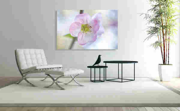 Pink Quince Flower macro in the living room. Artist Iris Richardson, Gallery Pixel,Pictorem,Arthero