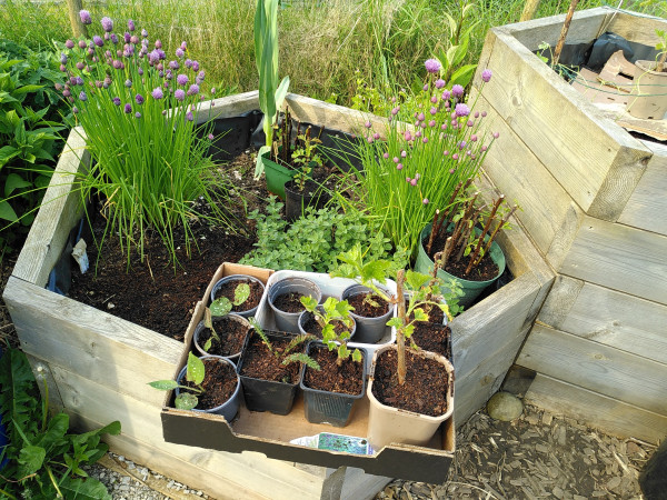 Allotment with a hexagonal raised bed with various herbs and pots in. Two large clumps of chives with purple flowers and other herbs in the bed. Leaning on the edge of the bed is a cardboard box with a lots of small pots of wildflowers and fruit bush cuttings