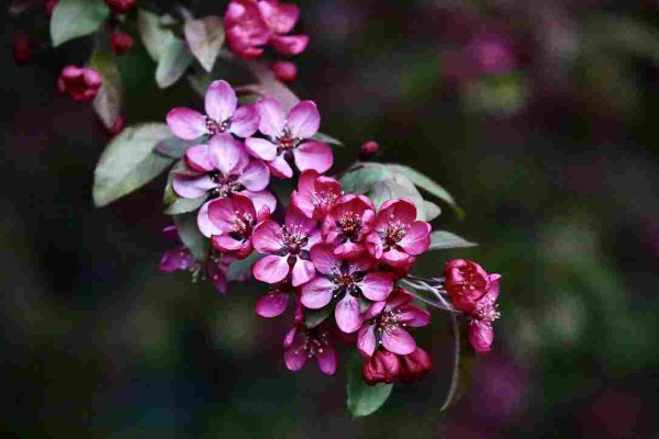 This photo shows a branch of a Japanese Flowering Crabapple Tree.
Lots of red and pink flowers in full bloom against a dark green background.