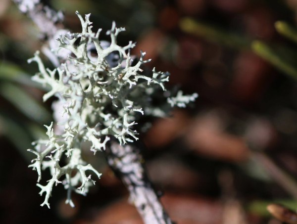 Macro photograph of pale grey and mint lichen, growing like a shrub, on a small branch. Blurred brown and green spruce needles compose the background.