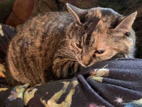 A tortoiseshell tabby cat sits on a pajama clad lap, head on her paw, looking pensively into the middle distance. The pajamas have a unicorn dinosaur pattern. 