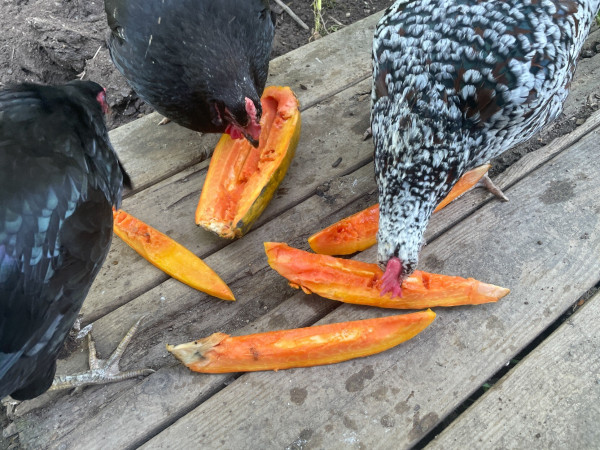 Photograph of three chickens pecking at sections of orange-fleshed papaya.