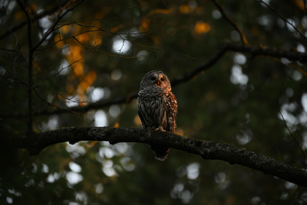 The sun has almost fully set, and the last light trickles into the forest and lights up the side of the owls face. Some leaves in the background are being highlighted with the same color framing the owl.