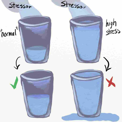Rough digital drawing of four cups representing the stress bucket model. The first has low amount of water (representing a normal or low amount of stress). The second has a high amount (representing a high stress period). After more stress is added, the first cup has a little more water but plenty of room left. The second cup overflows.