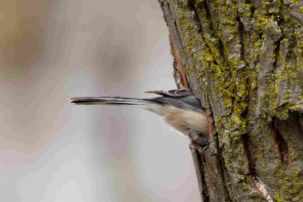 a grey bird tail sticking out of a hole in a lichen covered tree. the tail belongs to a black capped chickadee that had been excavating this hole while their mate stood nearby. they have grey tail and back feathers with fluffy white underparts and one black talon visible as it clings to the edge of the hole