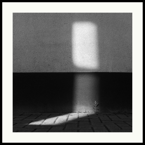 b&w - square format image of a plant shoot illuminated by reflected sunlight.

sunlight reflects off two windows on a two-toned wall. the upper window reflects on the light part of the wall, the lower window illuminates the dark part and, at an angle, the street and a plant shoot.