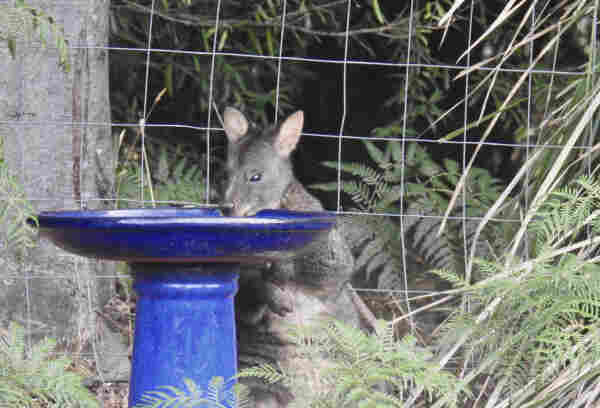 A Tasmanian pademelon standing up and drinking water from a blue glazed bird bath